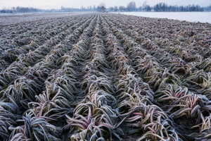 radicchio-300x200 Radicchio Rosso Tardivo