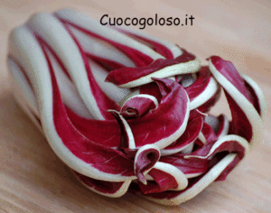 radicchio.5-300x236 Radicchio Rosso Tardivo