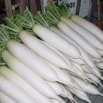 daikon-2-150x150 Daikon